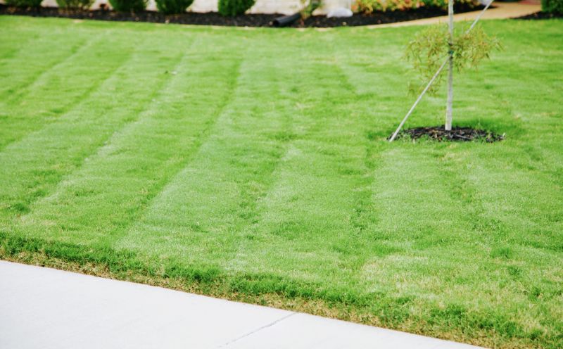 Lawn Before Mowing
