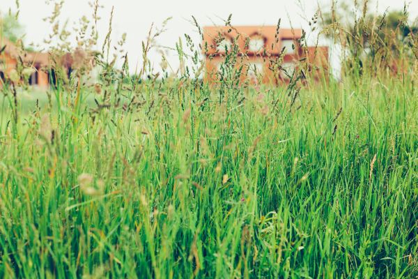 Tall Grass Cutting in Acworth