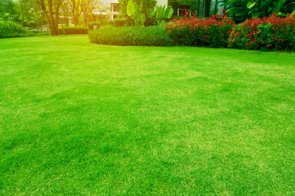 Grass Maintenance in Acworth